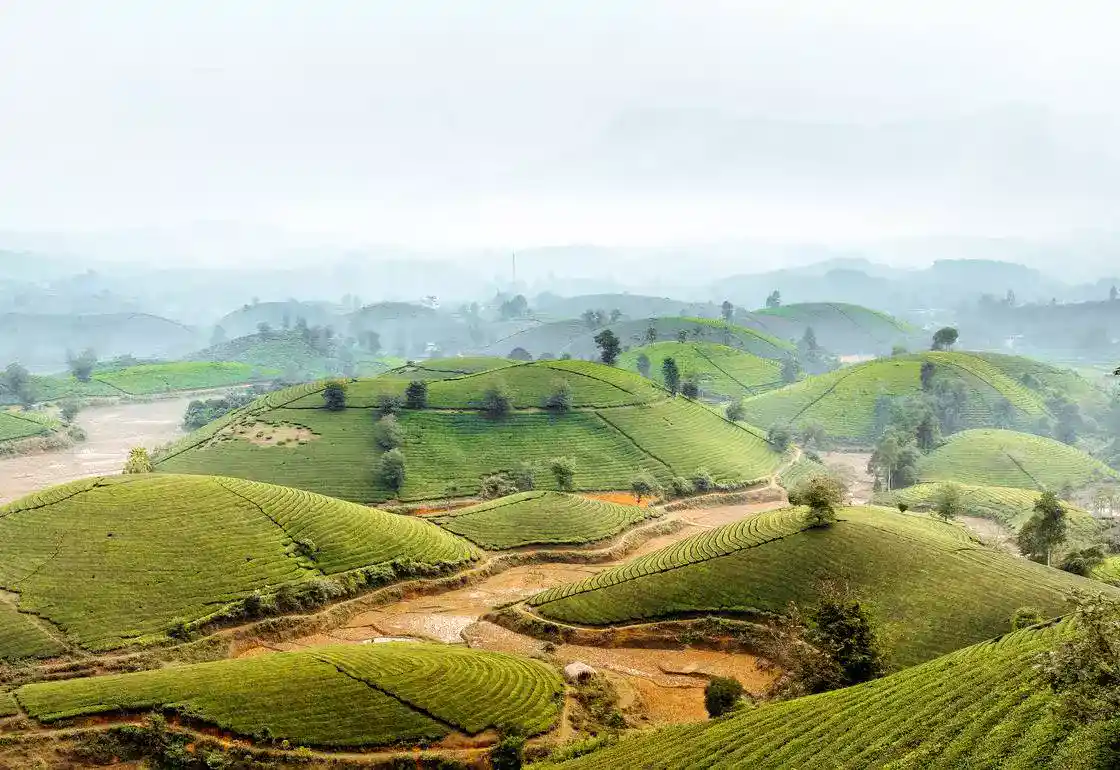 sapa