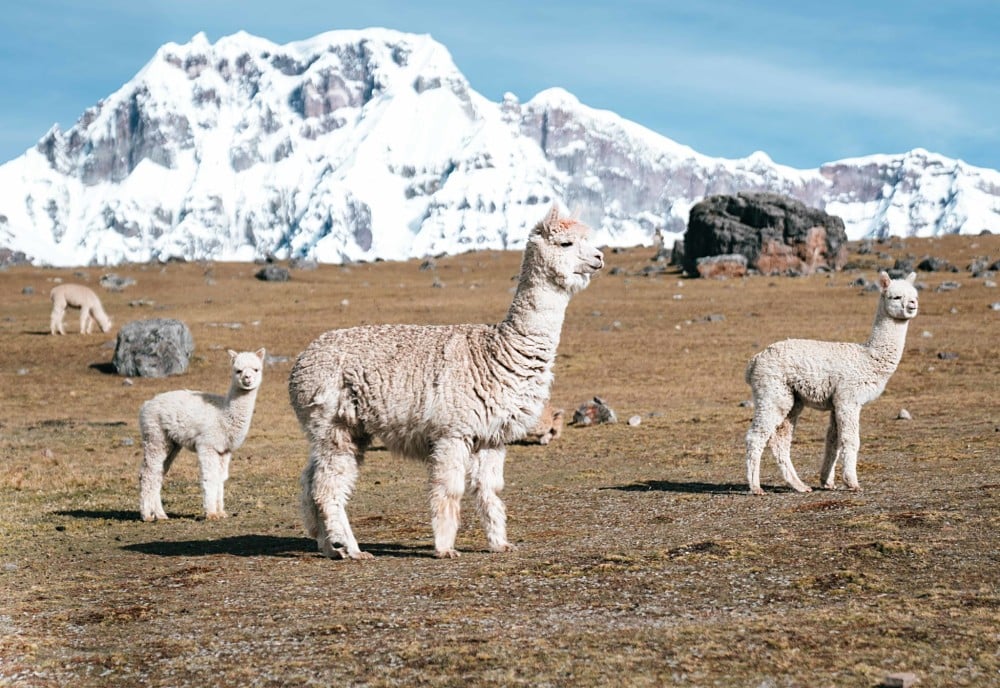 viajar a peru por libre