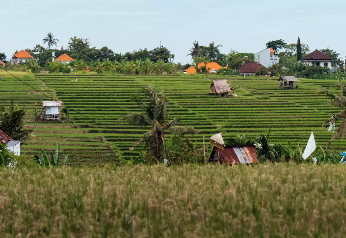 arrozales canggu