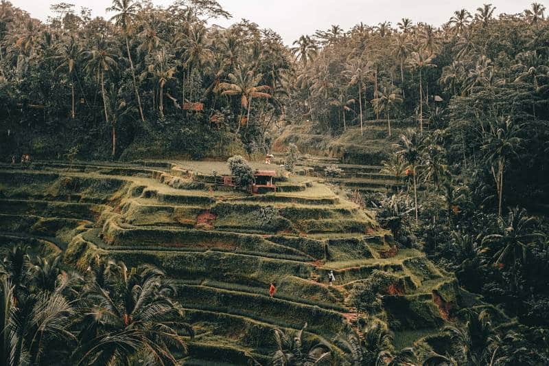 que ver en ubud