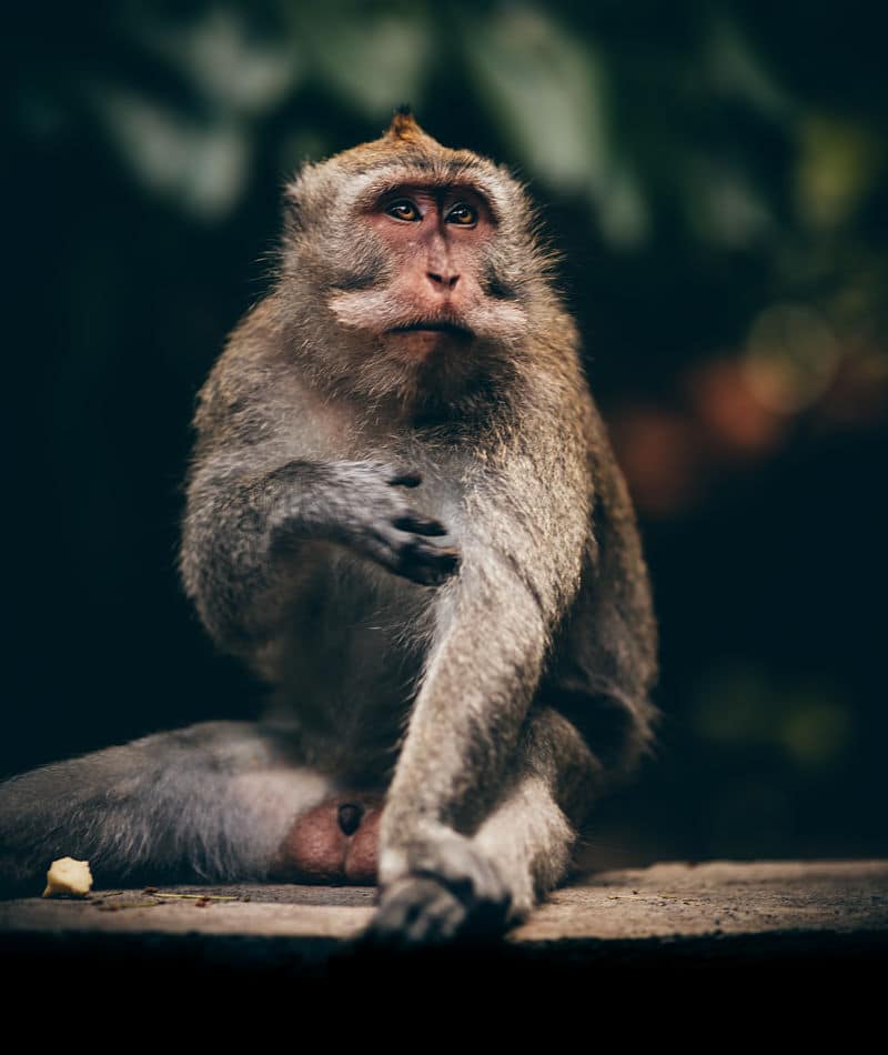 ubud monkey forest