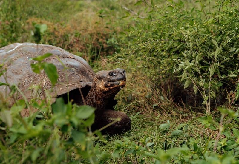 consejos para viajar a galapagos