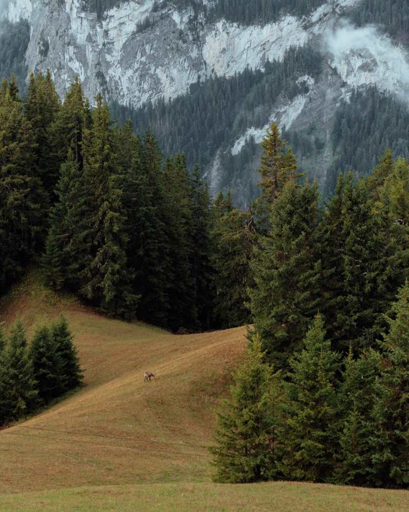 things to do in interlaken