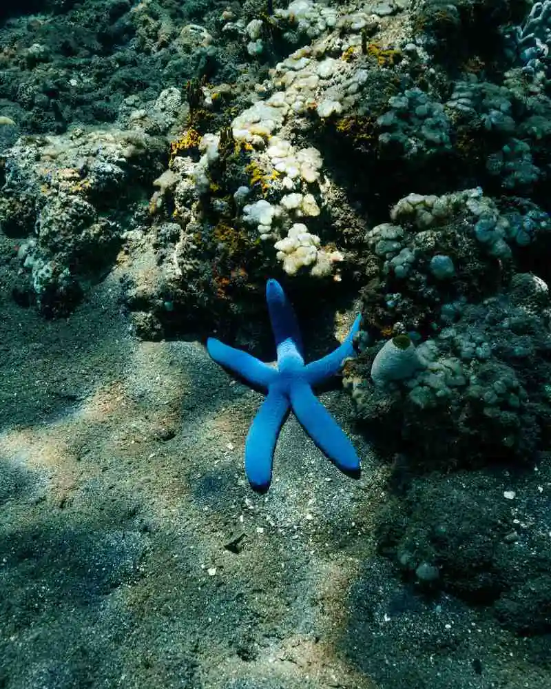 snorkeling amed
