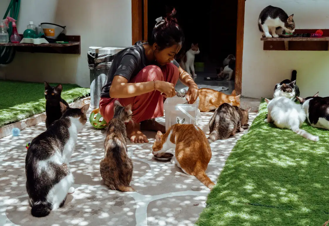the odd cat