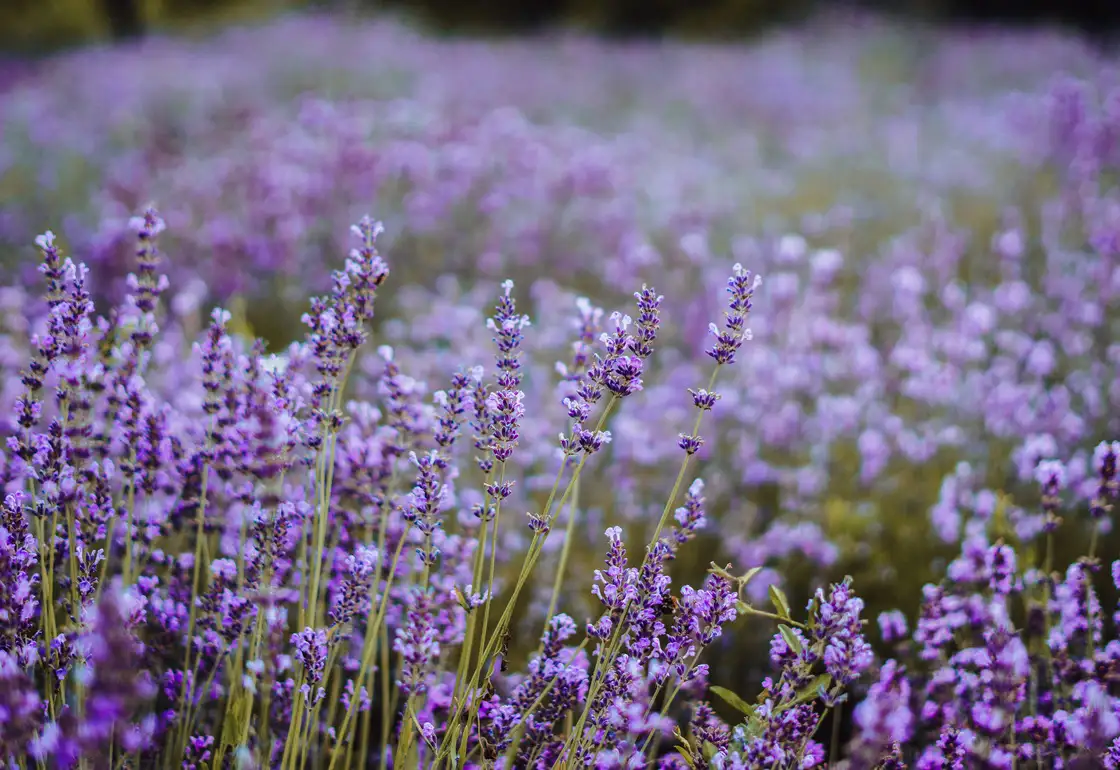 campo de lavanda