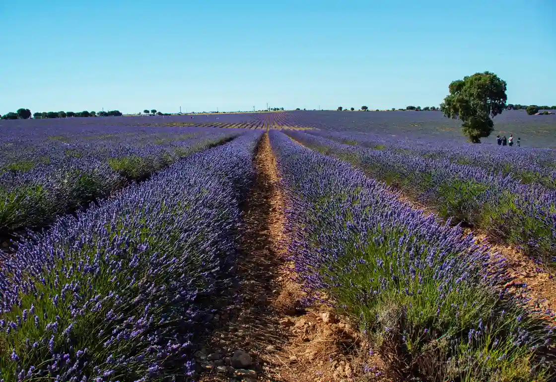 campos de lavanda brihuega como llegar