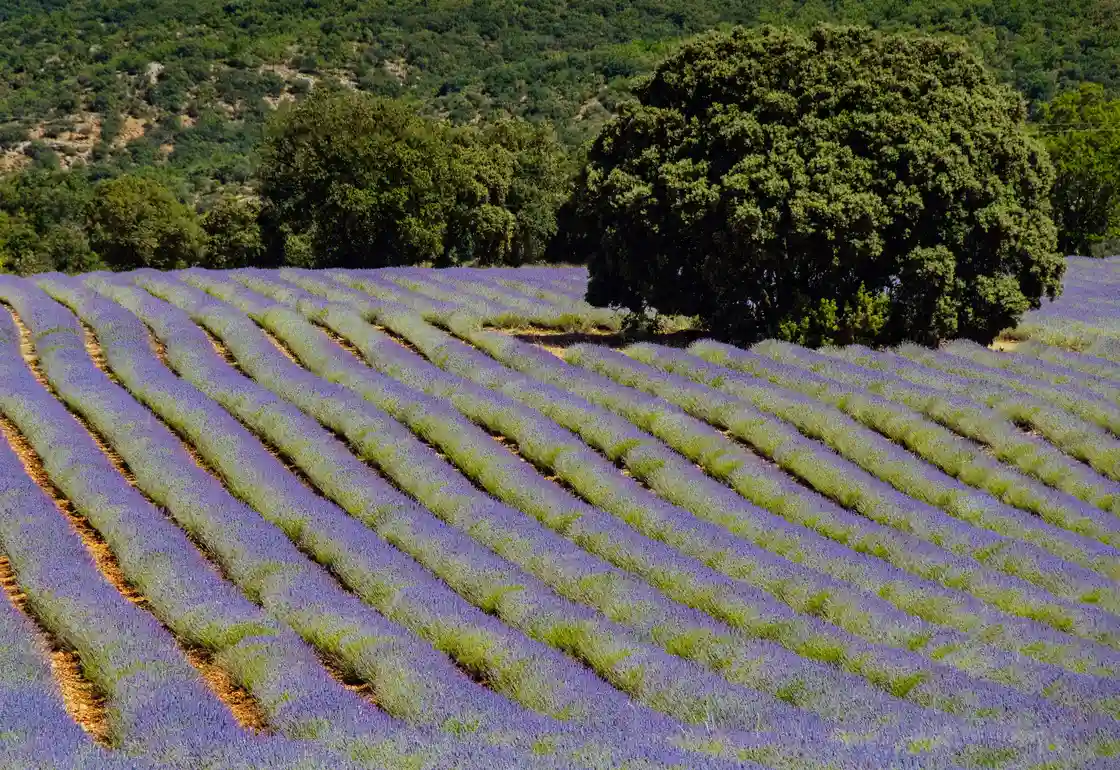 lavanda brihuega