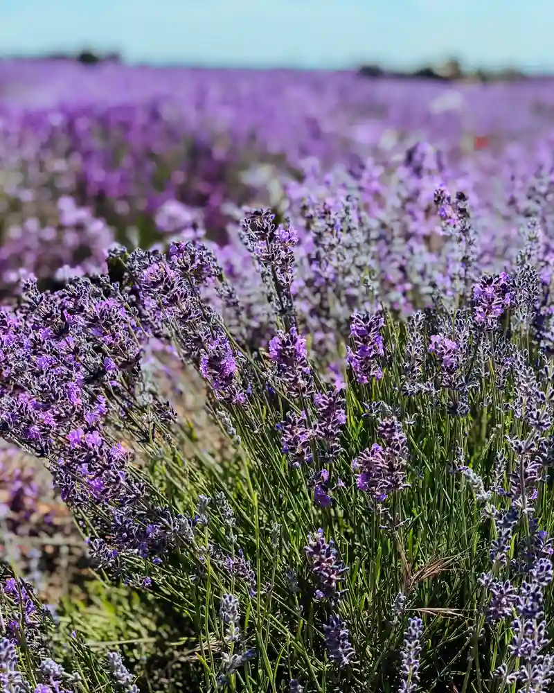 lavanda
