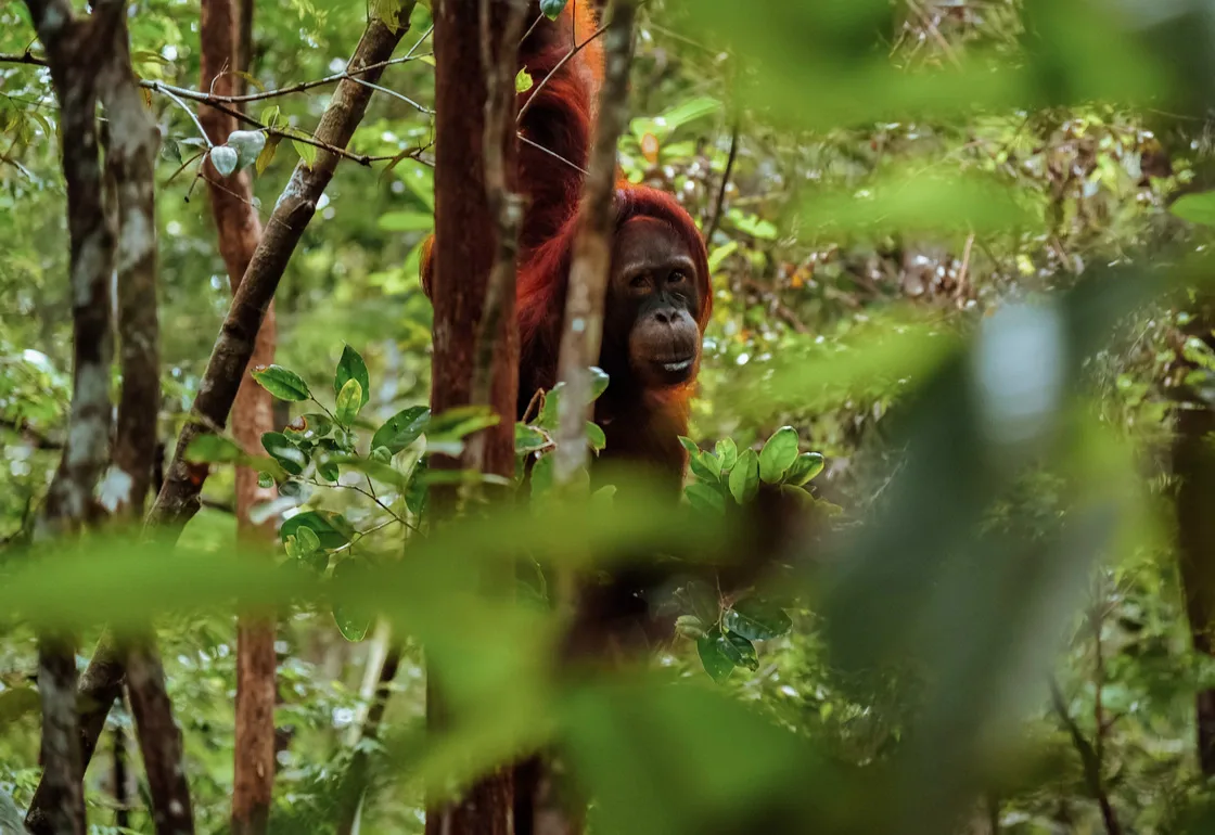 Parque Nacional de Tanjung Puting