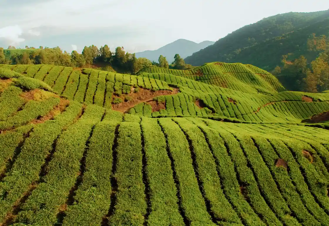 cameron highlands