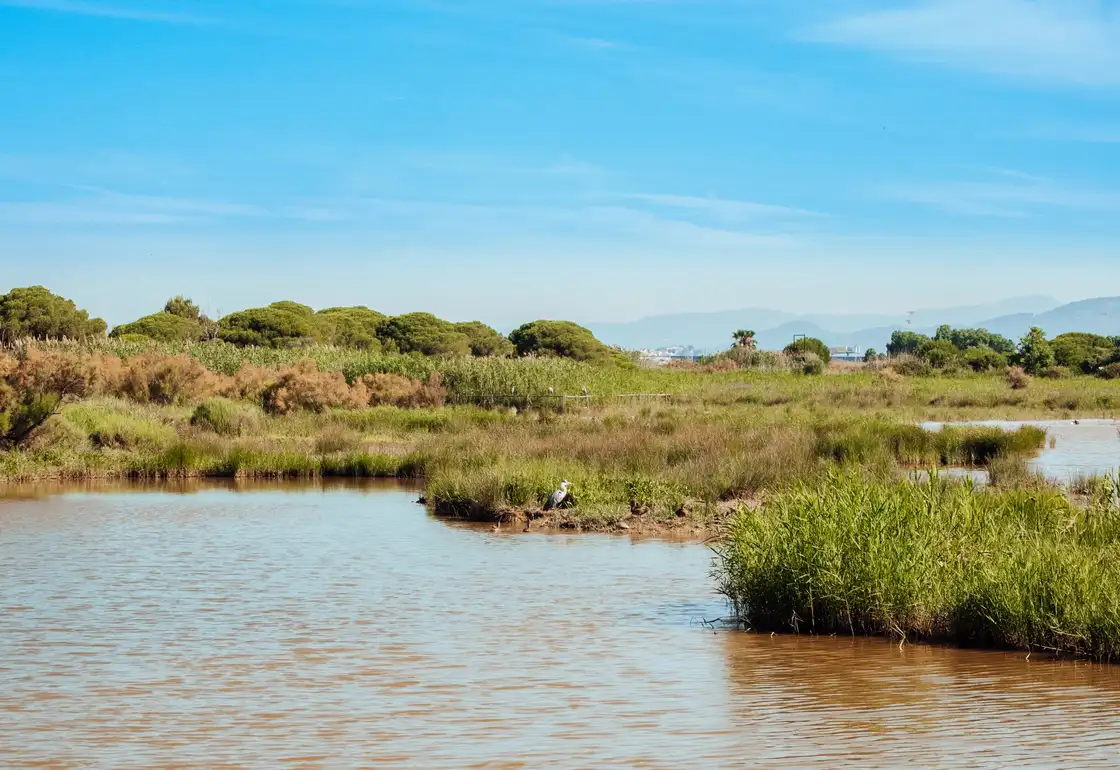 delta del llobregat